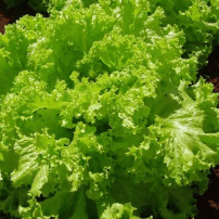 image de la laitue local