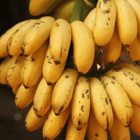 Image des bacoves guyanaise