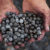Image des baies de açai sur slm