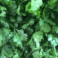 Image du coriandre RPS