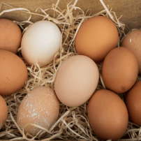 Image des oeufs en plein air guyanais
