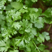 Image du persil de variété chinoise guyanaise