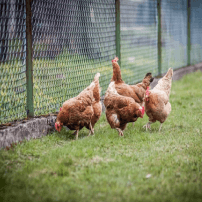 Image des poulet fermier élevé en plein air guyanais
